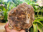 Polished Red Podocarpus Petrified Wood Slices x 4 From Mahajanga, Madagascar