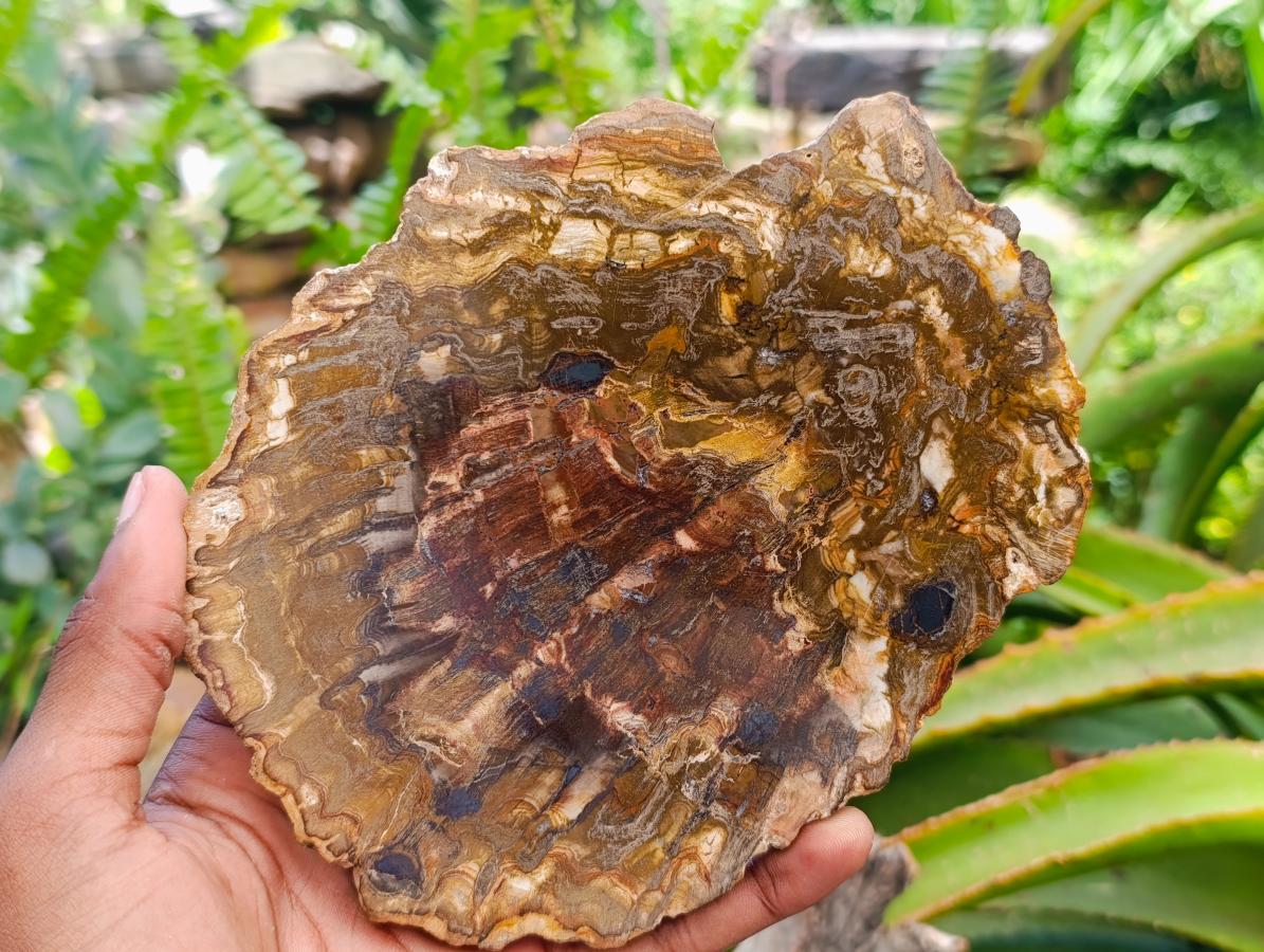 Polished Red Podocarpus Petrified Wood Slices x 4 From Mahajanga, Madagascar