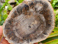 Polished Red Podocarpus Petrified Wood Slices x 4 From Mahajanga, Madagascar