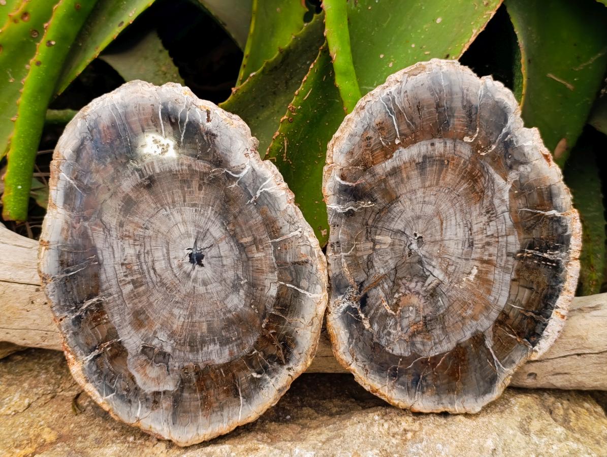 Polished Red Podocarpus Petrified Wood Slices x 4 From Mahajanga, Madagascar