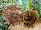 Polished Red Podocarpus Petrified Wood Slices x 4 From Mahajanga, Madagascar