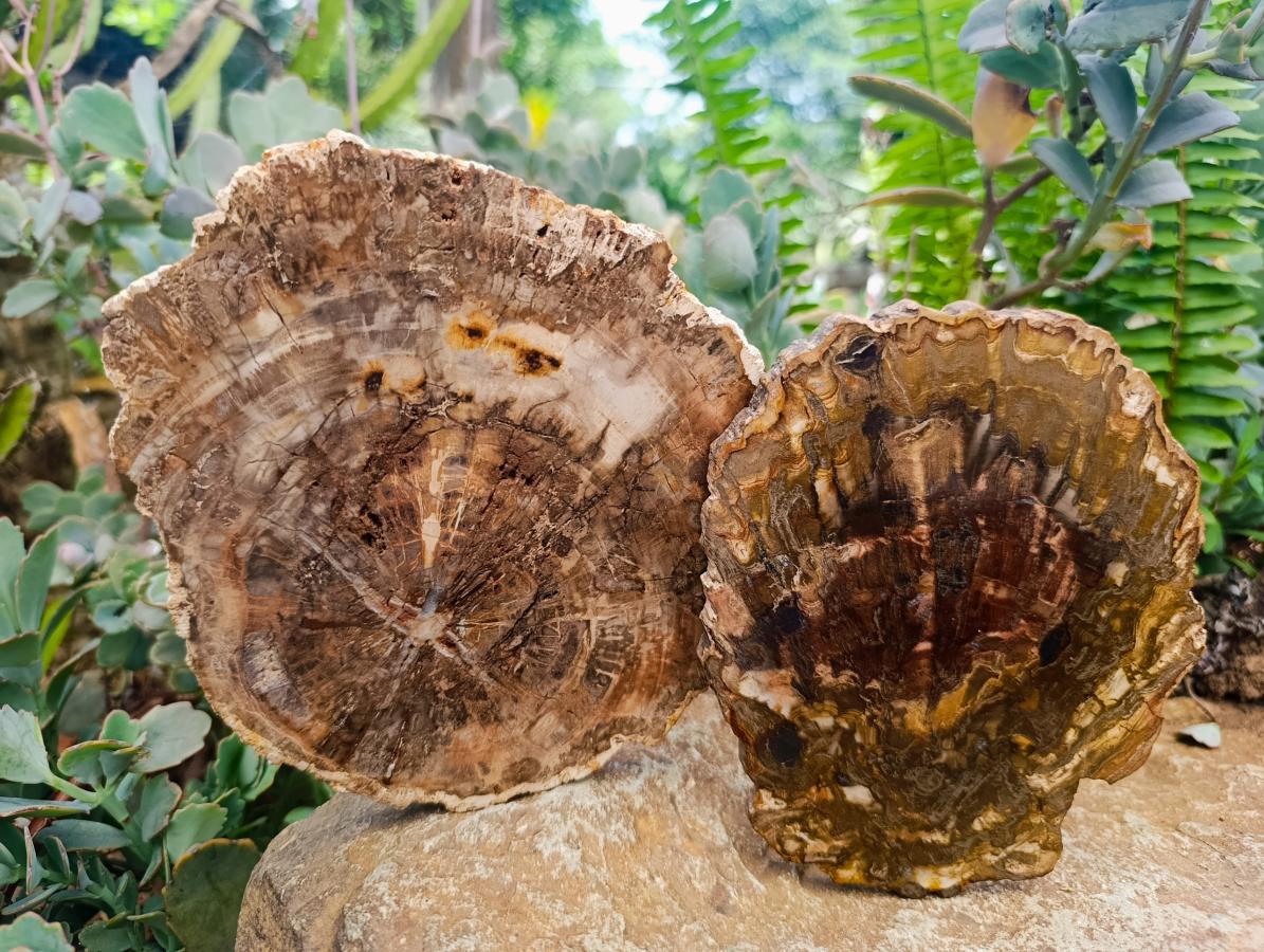 Polished Red Podocarpus Petrified Wood Slices x 4 From Mahajanga, Madagascar