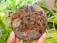 Hand Made Ammonite Conglomerate Coffee Table Coasters x 6 From Mahajanga, Madagascar