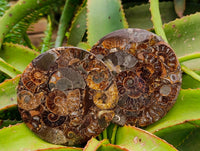 Hand Made Ammonite Conglomerate Coffee Table Coasters x 6 From Mahajanga, Madagascar