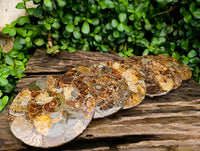 Hand Made Ammonite Conglomerate Coffee Table Coasters x 6 From Mahajanga, Madagascar