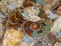 Hand Made Ammonite Conglomerate Coffee Table Coasters x 6 From Mahajanga, Madagascar