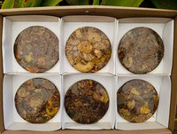 Hand Made Ammonite Conglomerate Coffee Table Coasters x 6 From Mahajanga, Madagascar