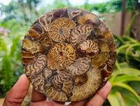 Hand Made Ammonite Conglomerate Coffee Table Coasters x 6 From Mahajanga, Madagascar