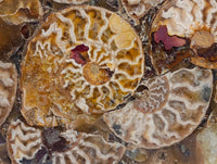 Hand Made Ammonite Conglomerate Coffee Table Coasters x 6 From Mahajanga, Madagascar