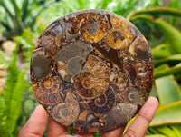 Hand Made Ammonite Conglomerate Coffee Table Coasters x 6 From Mahajanga, Madagascar