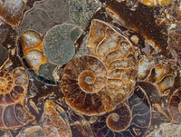 Hand Made Ammonite Conglomerate Coffee Table Coasters x 6 From Mahajanga, Madagascar