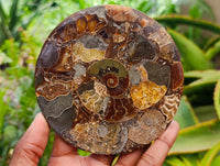Hand Made Ammonite Conglomerate Coffee Table Coasters x 6 From Mahajanga, Madagascar