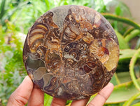 Hand Made Ammonite Conglomerate Coffee Table Coasters x 6 From Mahajanga, Madagascar