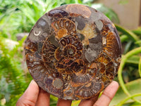 Hand Made Ammonite Conglomerate Coffee Table Coasters x 6 From Mahajanga, Madagascar