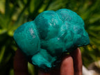 Natural Botryoidal Malachite Specimens x 4 From Congo