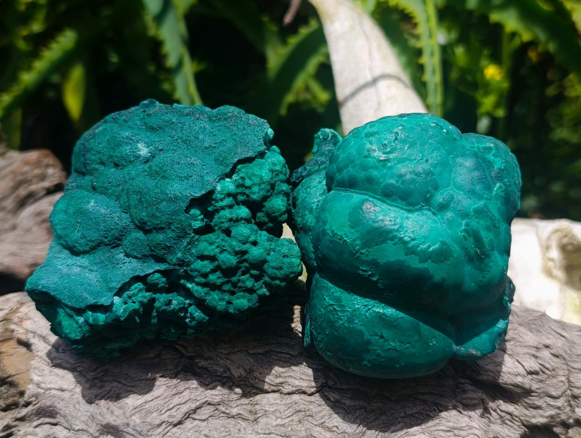 Natural Botryoidal Malachite Specimens x 4 From Congo