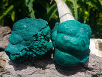 Natural Botryoidal Malachite Specimens x 4 From Congo