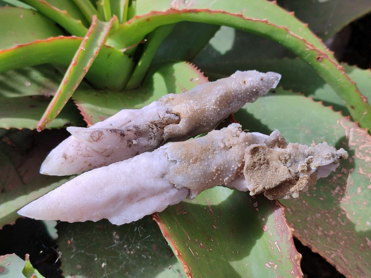 Natural Drusy Quartz Coated Spearhead Calcite Specimens x 6 From Albert's Mountain, Lesotho