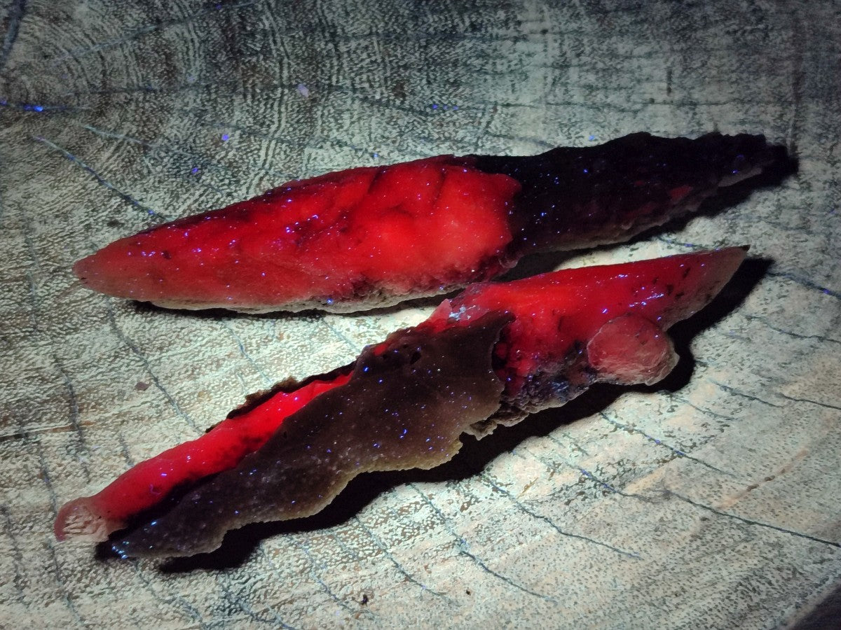 Natural Drusy Quartz Coated Spearhead Calcite Specimens x 6 From Albert's Mountain, Lesotho