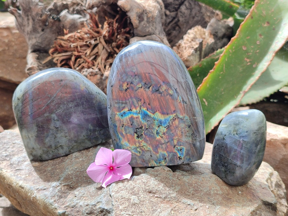 Polished Rare Purple Sunset Flash Labradorite Standing Free Forms x 3 From Madagascar