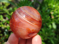 Polished Carnelian Agate Gemstone Spheres x 6 From Madagascar