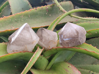 Polished Smokey Quartz Crystal Terminations x 13 From Madagascar