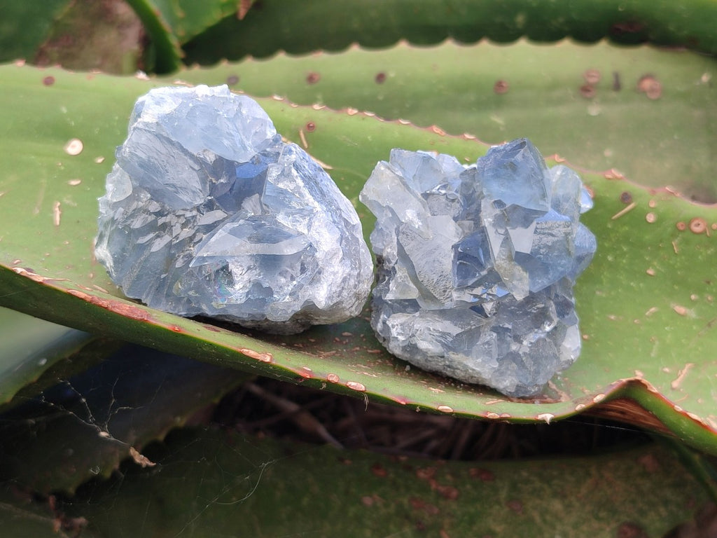 Natural Blue Mini Celestite Crystal Cluster Specimens x 40 From Sakoany, Madagascar