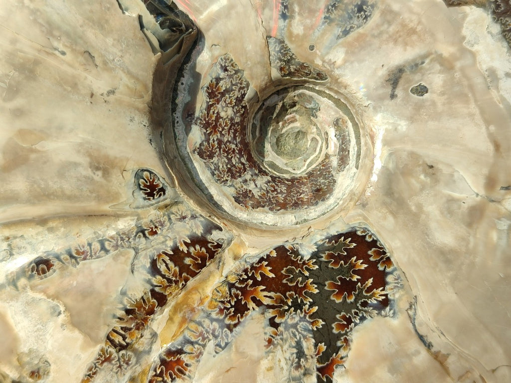 Polished Opalized Cleoniceras Ammonite Fossil x 1 From Tulear, Madagascar