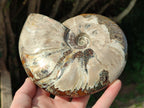 Polished Opalized Cleoniceras Ammonite Fossil x 1 From Tulear, Madagascar