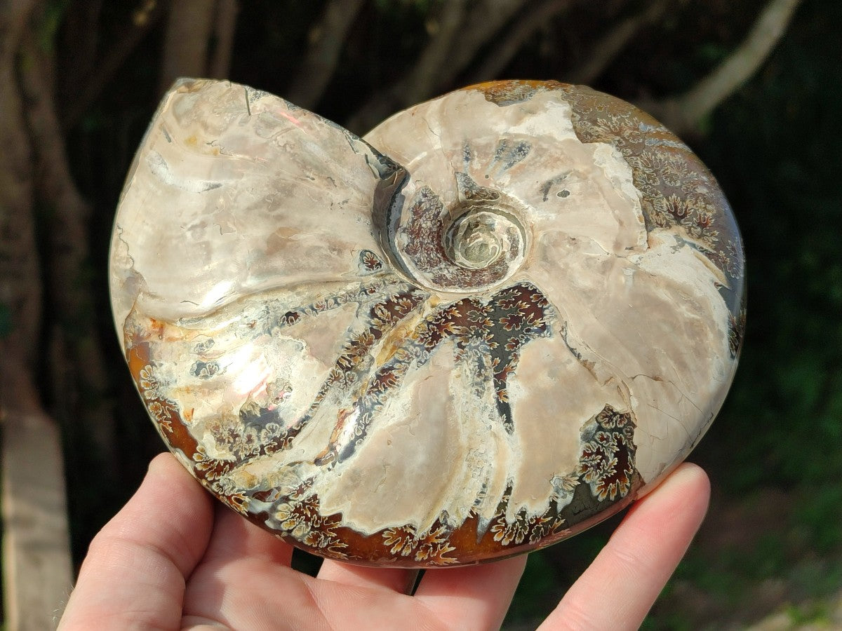 Polished Opalized Cleoniceras Ammonite Fossil x 1 From Tulear, Madagascar