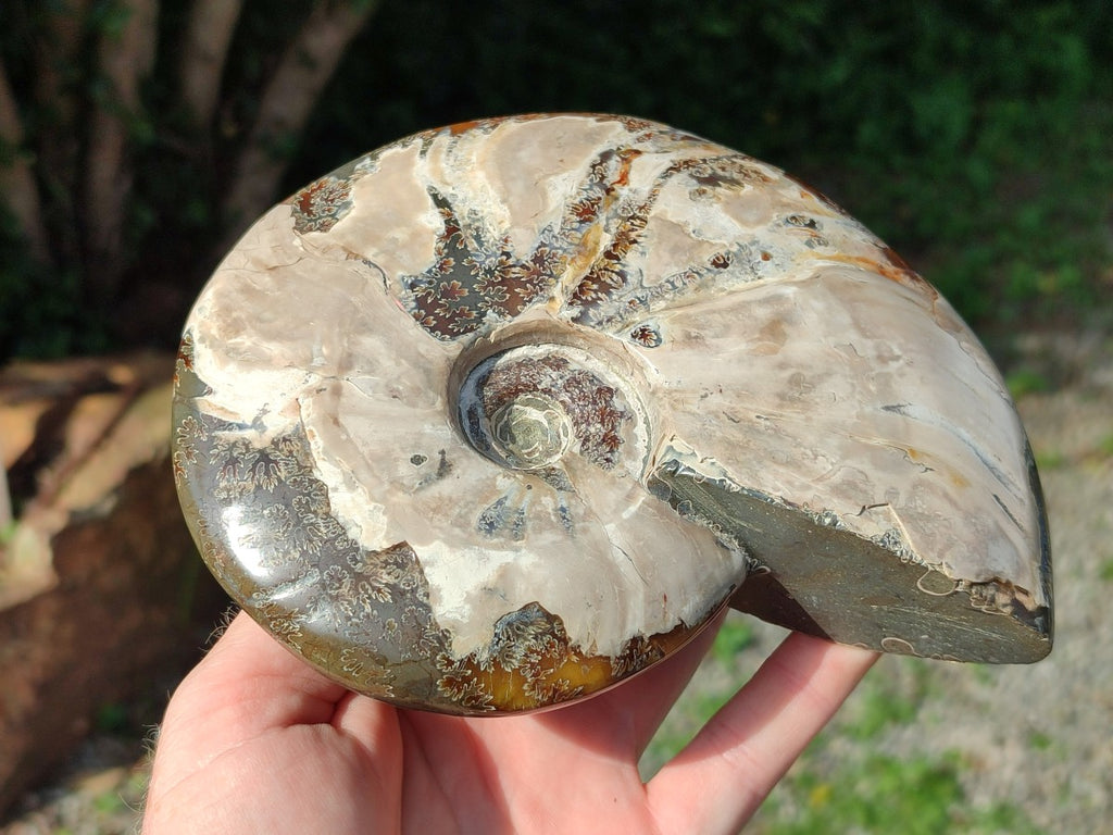 Polished Opalized Cleoniceras Ammonite Fossil x 1 From Tulear, Madagascar