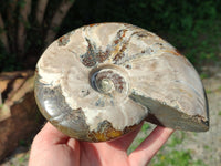 Polished Opalized Cleoniceras Ammonite Fossil x 1 From Tulear, Madagascar