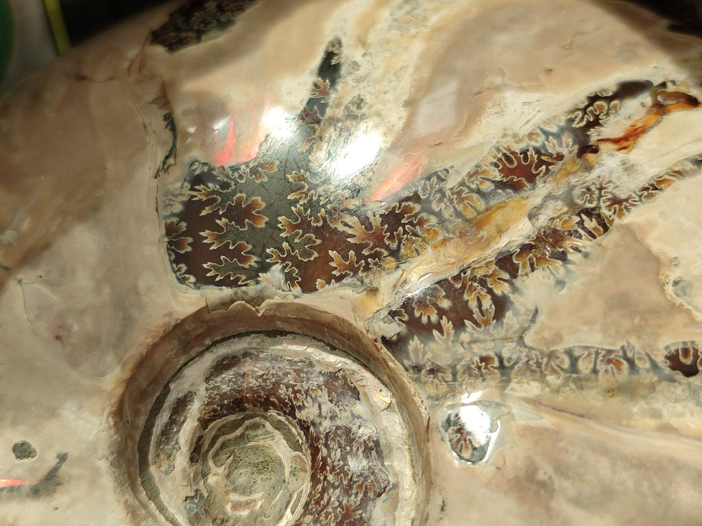 Polished Opalized Cleoniceras Ammonite Fossil x 1 From Tulear, Madagascar