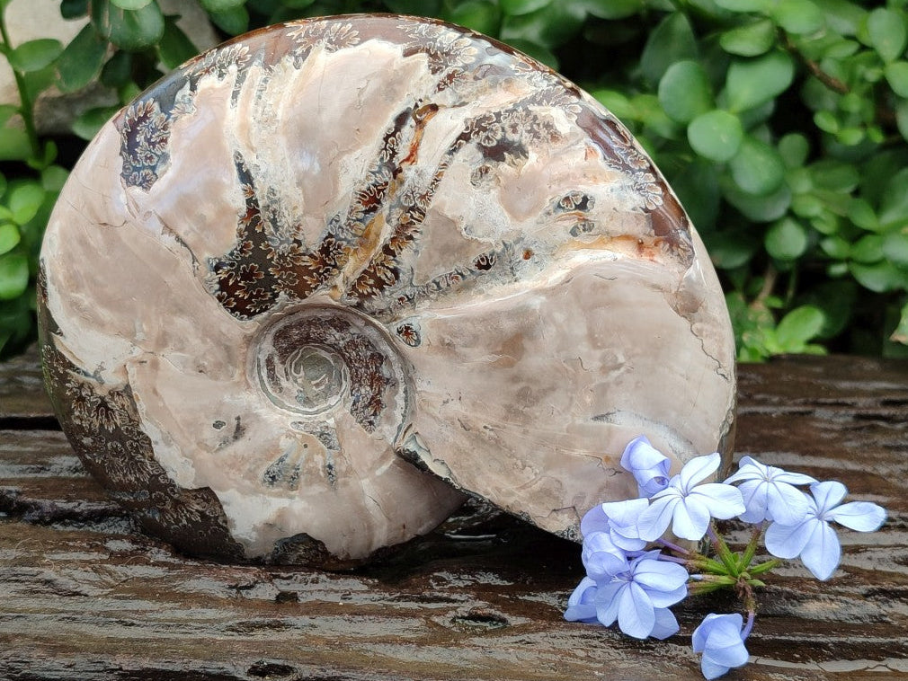 Polished Opalized Cleoniceras Ammonite Fossil x 1 From Tulear, Madagascar