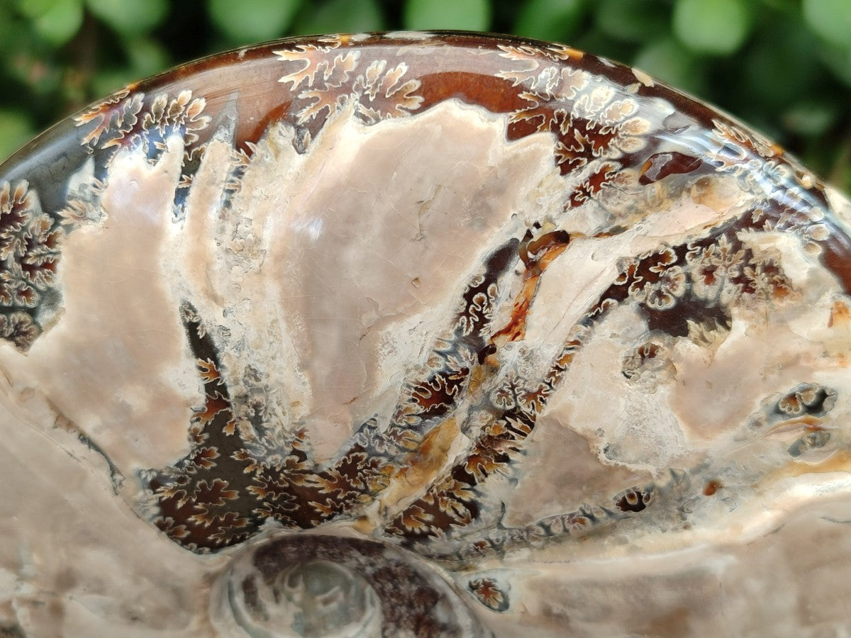 Polished Opalized Cleoniceras Ammonite Fossil x 1 From Tulear, Madagascar