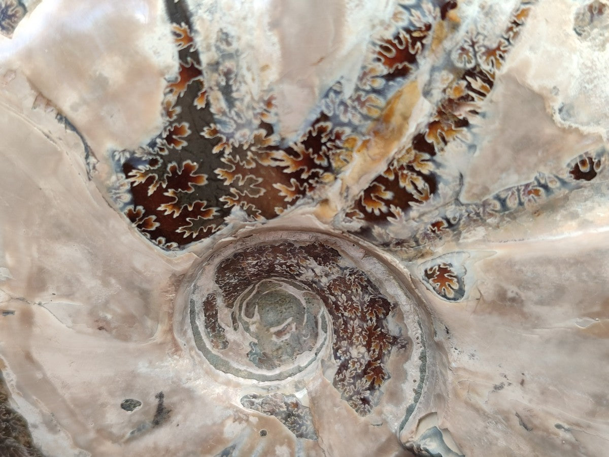 Polished Opalized Cleoniceras Ammonite Fossil x 1 From Tulear, Madagascar