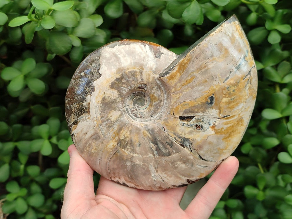 Polished Opalized Cleoniceras Ammonite Fossil x 1 From Tulear, Madagascar