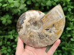Polished Opalized Cleoniceras Ammonite Fossil x 1 From Tulear, Madagascar