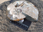 Polished Opalized Cleoniceras Ammonite Fossil x 1 From Tulear, Madagascar