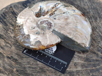 Polished Opalized Cleoniceras Ammonite Fossil x 1 From Tulear, Madagascar
