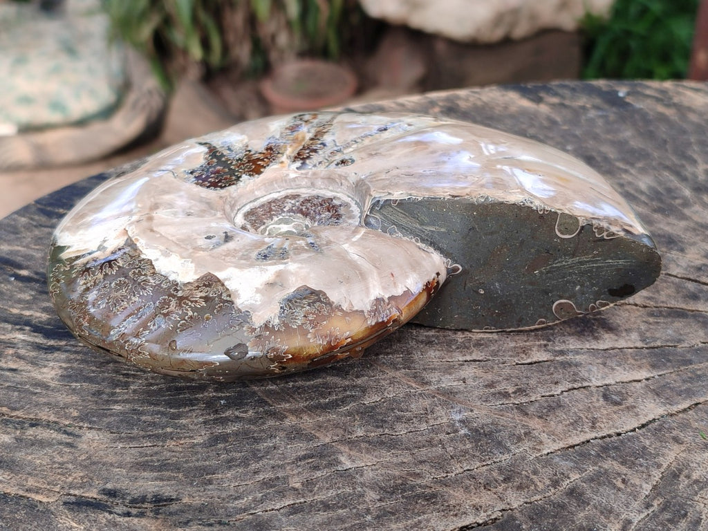 Polished Opalized Cleoniceras Ammonite Fossil x 1 From Tulear, Madagascar