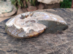 Polished Opalized Cleoniceras Ammonite Fossil x 1 From Tulear, Madagascar