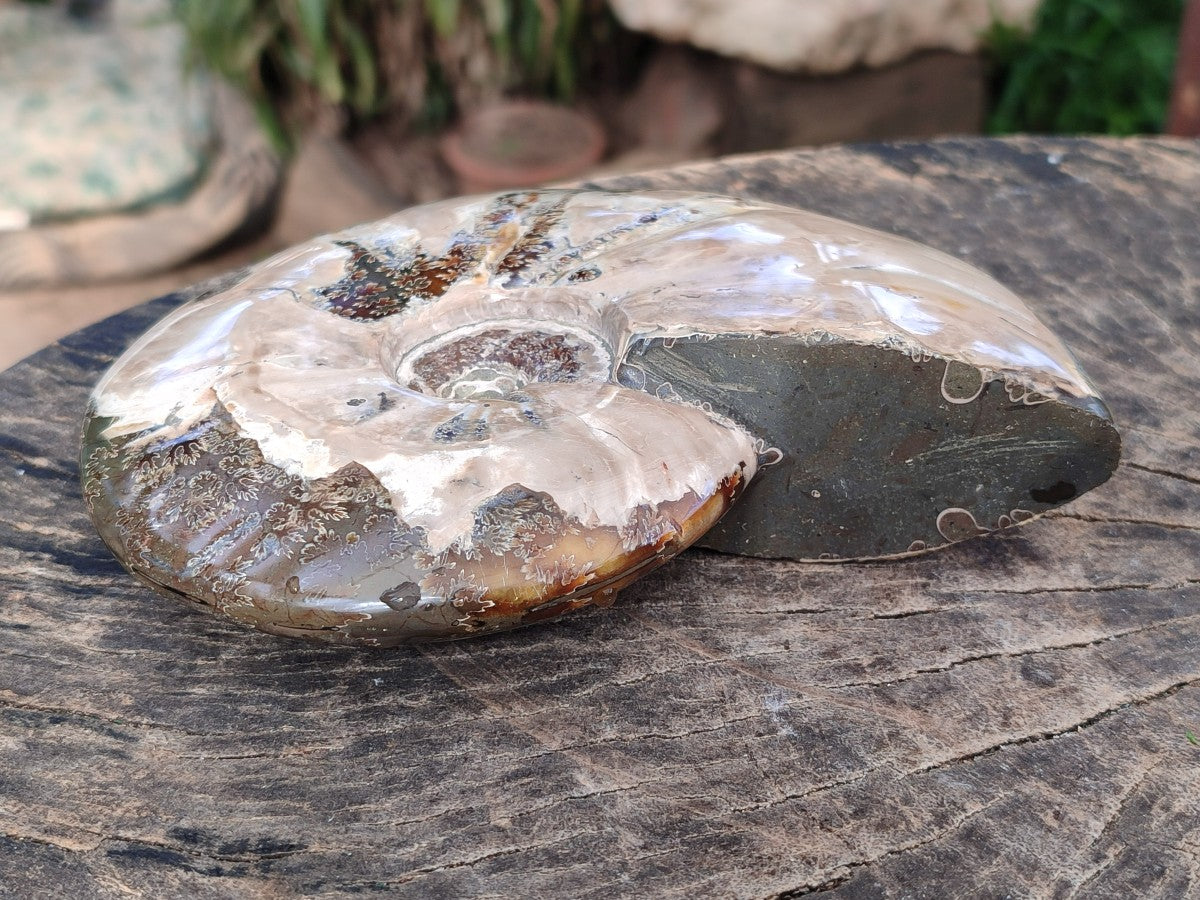 Polished Opalized Cleoniceras Ammonite Fossil x 1 From Tulear, Madagascar