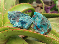 Natural Rough Shattuckite Specimens x 12 From Kaokoveld, Namibia