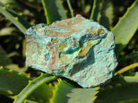 Natural Rough Shattuckite Specimens x 12 From Kaokoveld, Namibia