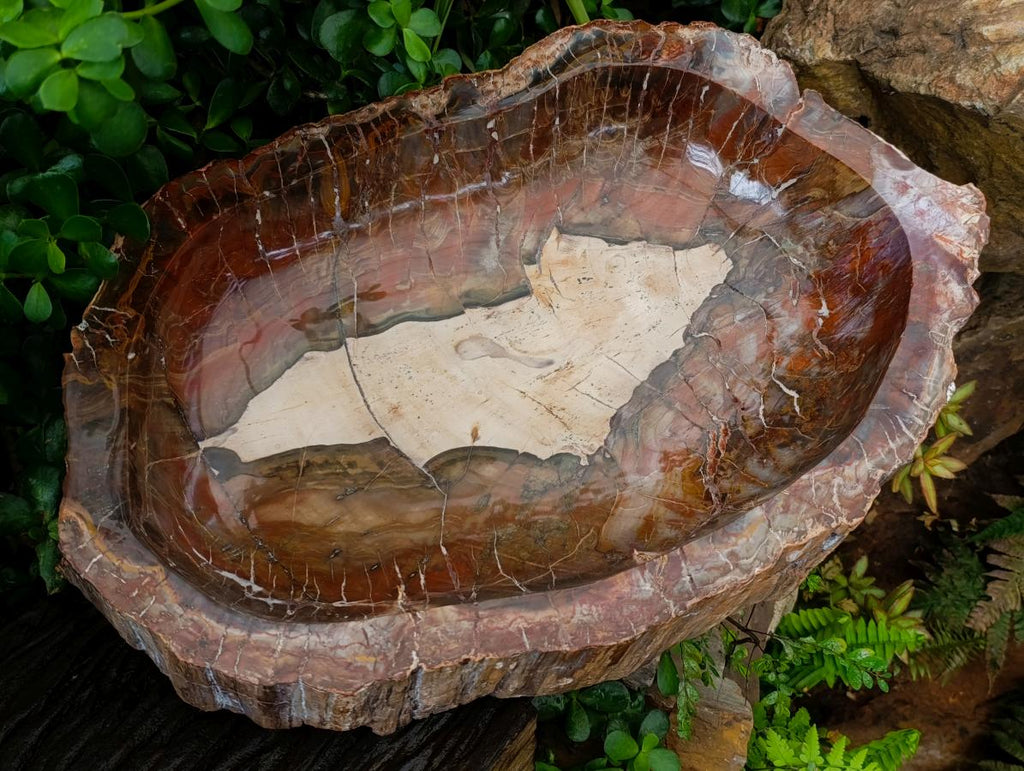 Polished XL Red Podocarpus Petrified Wood Bowl x 1 From Mahajanga, Madagascar