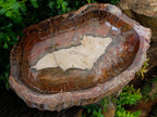 Polished XL Red Podocarpus Petrified Wood Bowl x 1 From Mahajanga, Madagascar