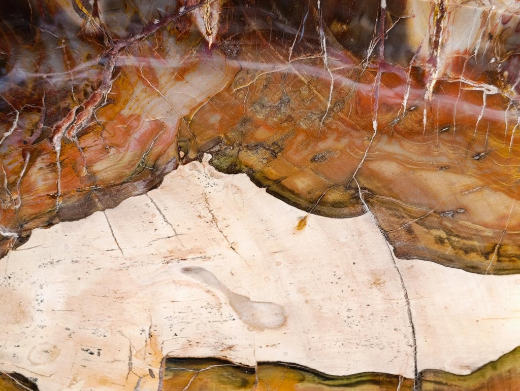 Polished XL Red Podocarpus Petrified Wood Bowl x 1 From Mahajanga, Madagascar