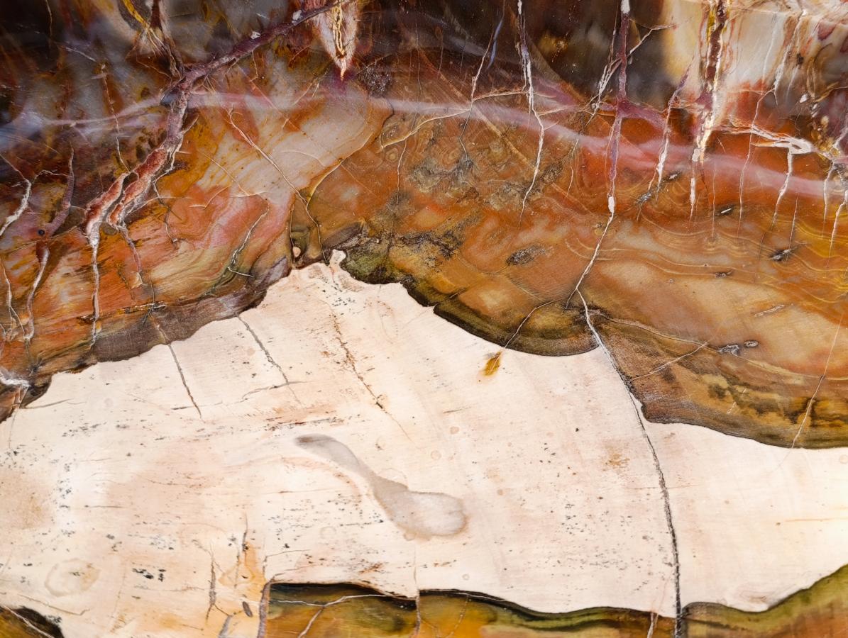 Polished XL Red Podocarpus Petrified Wood Bowl x 1 From Mahajanga, Madagascar