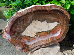 Polished XL Red Podocarpus Petrified Wood Bowl x 1 From Mahajanga, Madagascar